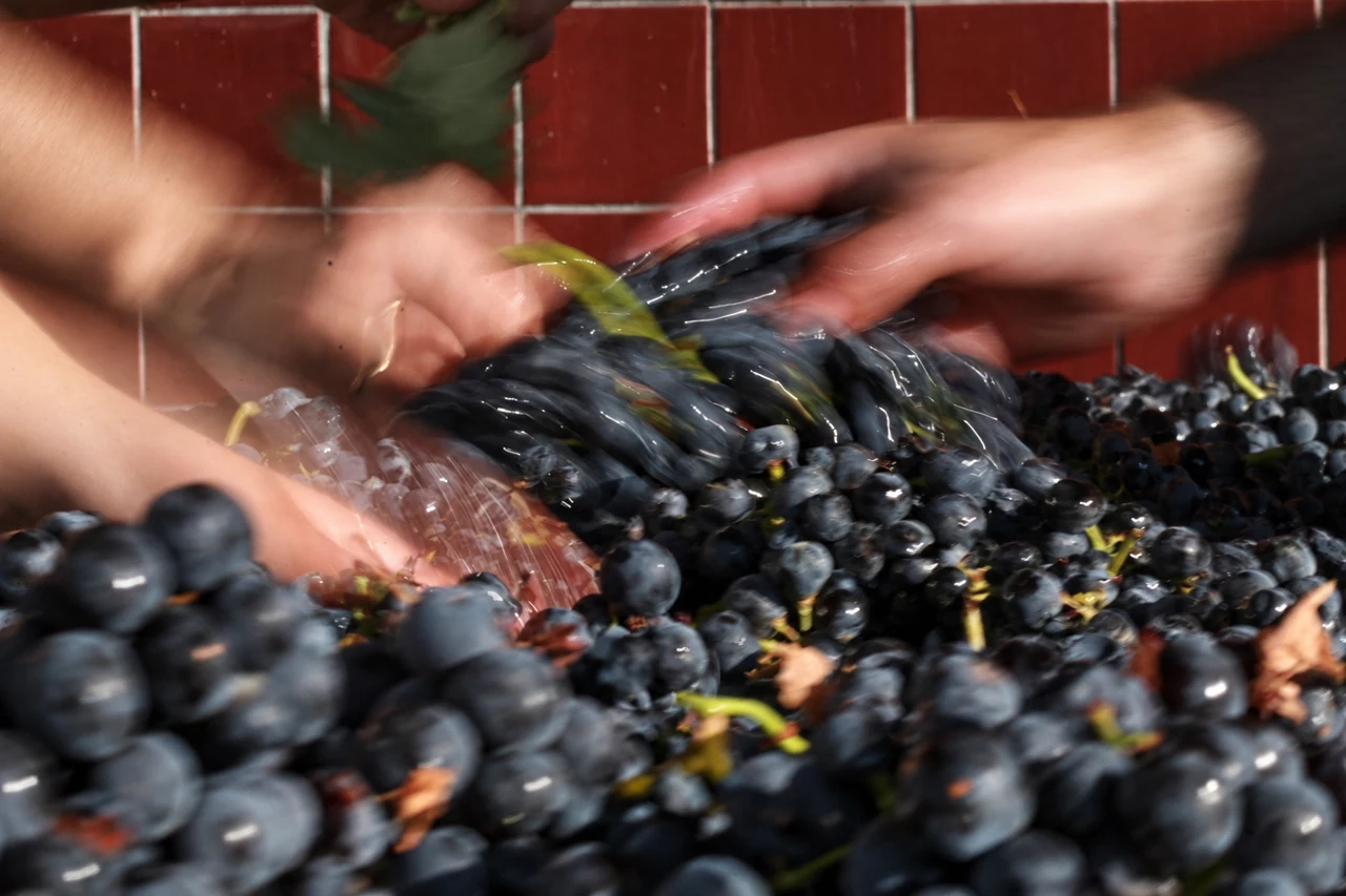 Hands working with freshly picked grapes during the harvest